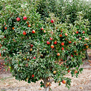 Dwarf Honeycrisp Apple Tree Bare Root, Organic Flavor Tastes Sweet