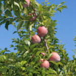 Sultry Sunset Plumcot