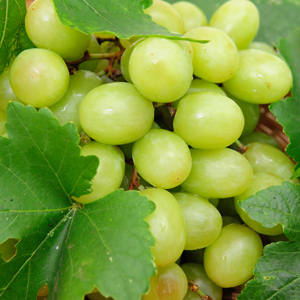 Thompson Seedless Grape Vine