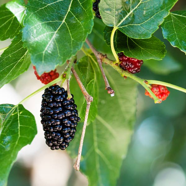 Dwarf Black Mulberry - One Green World