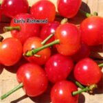 Early Richmond Pie Cherry