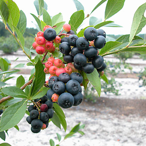 Nocturne Blueberry Bush