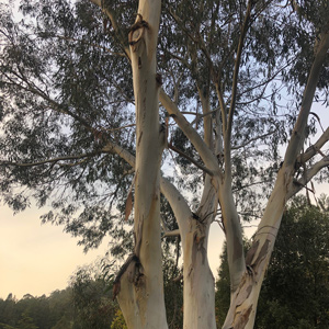 Niphophila Alpine Snow Gum Eucalyptus Tree