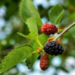 Noir de Spain Black Mulberry