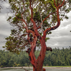 Madrone Trees