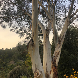 Pauciflora Alpine Snow Gum Eucalyptus Tree