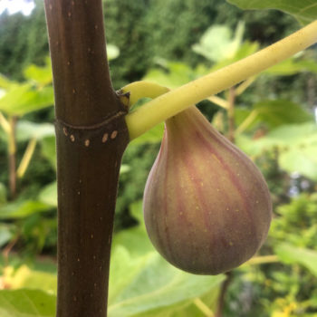 LSU Tiger Fig Tree