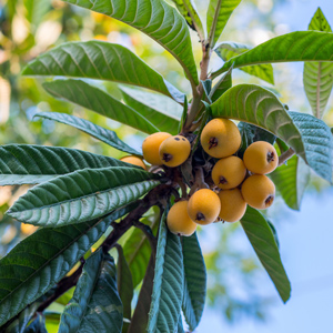 Argelino Loquat Tree