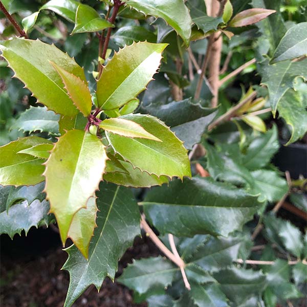 San Jose Osmanthus - One Green World