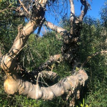 Kybean Mallee Eucalyptus Tree