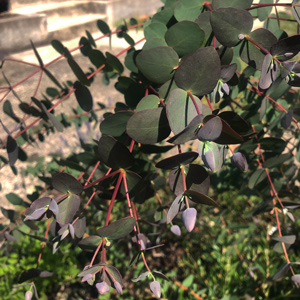 Little Leaf Gum Eucalyptus Tree