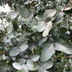 Omeo Gum Eucalyptus Tree