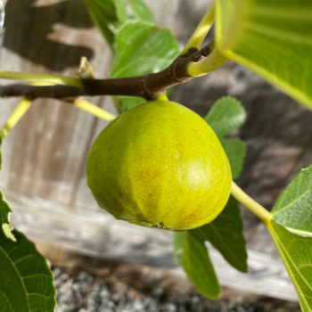 LSU Gold Fig Tree