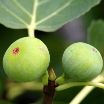 Tena Fig Tree