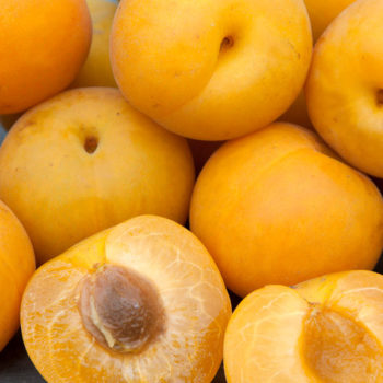 Flavorella Plumcot