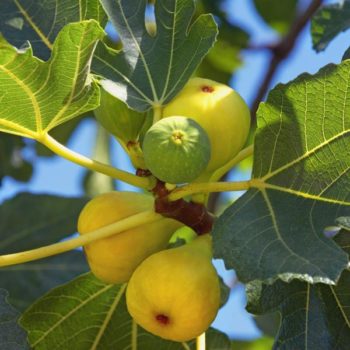 Hollier Fig Tree