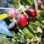 Koroneiki Olive Fruit
