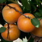 Leah Cot Aprium, Interspecific Fruit Tree