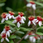 Nazametz Pineapple Guava