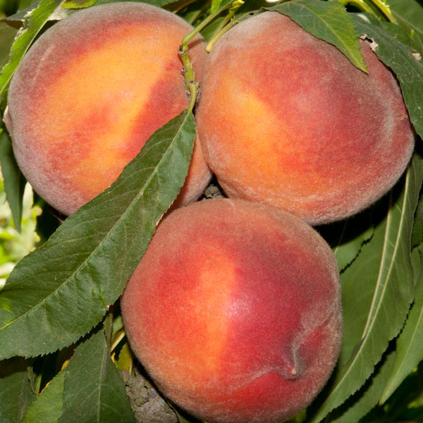 Pix Zee Miniature Peach Tree Available At One Green World Nursery