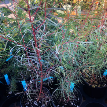 Willow Leaved Peppermint Eucalyptus Tree