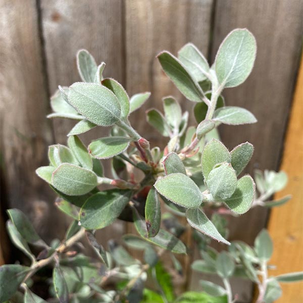 Ghostly Manzanita available at One Green World Nursery