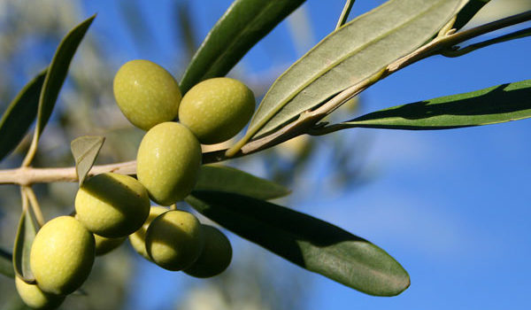 Olive Growing Guide