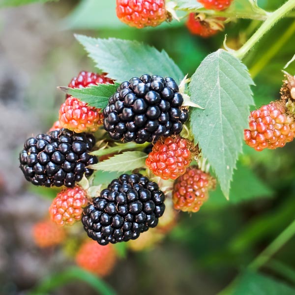 Blackberry companion plants information