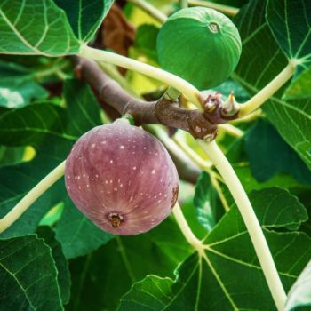 Little Miss Figgy Dwarf Fig Tree