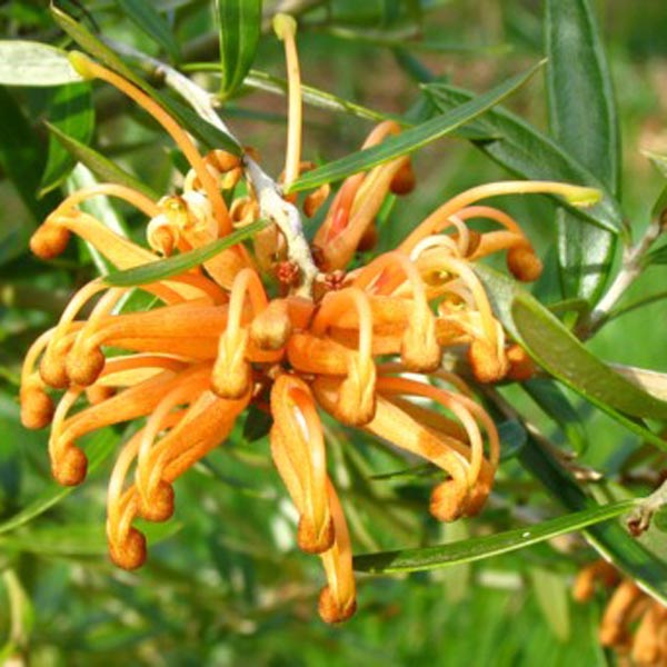 Poorinda Leanne Grevillea One Green World