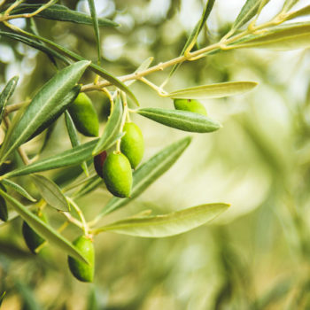 Skylark Dwarf Olive Tree