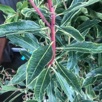 Spring Frost Variegated Madrone Tree