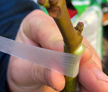 Propagating Figs by Grafting