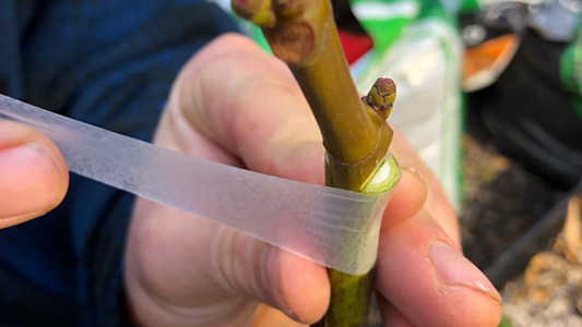Propagating Figs by Grafting