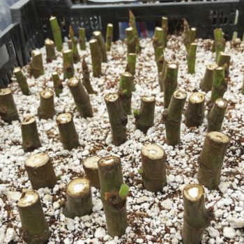 Rooting Dormant Hardwood Fig Cuttings