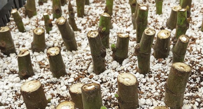 Rooting Dormant Hardwood Fig Cuttings