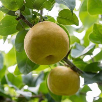 Niitaka Asian Pear Tree