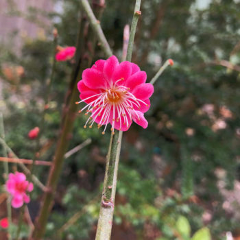 Kobai Japanese Flowering Plum Tree