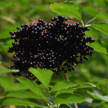 Samdal European Elderberry