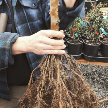 Guide to Planting Bare Root Trees