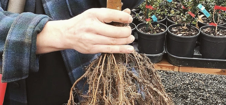 Guide to Planting Bare Root Trees