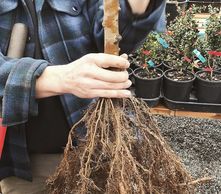 Guide To Planting Bare Root Trees One Green World