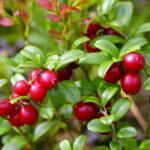 Lingonberry Bundle