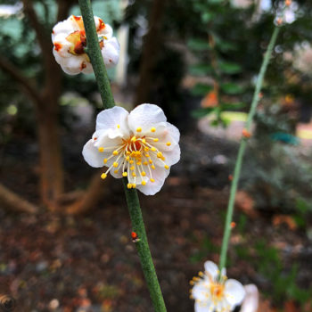 Rosemary Clarke Japanese Flowering Plum