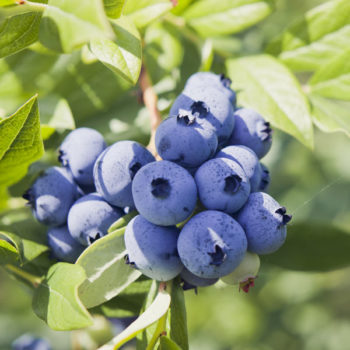 Jewel Southern Highbush Blueberry