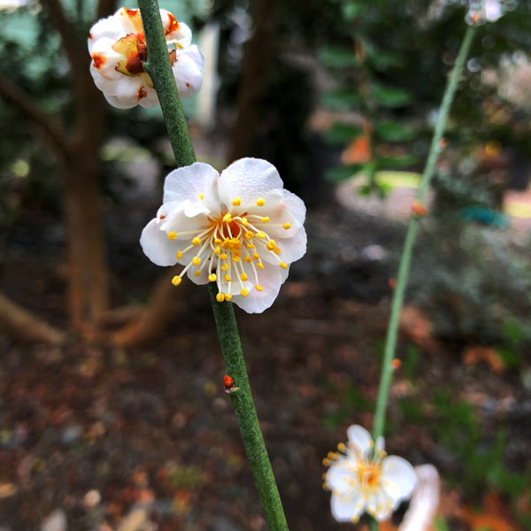  Rosemary  Clarke  Japanese  Flowering Plum One Green World