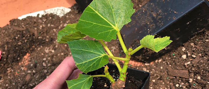 Helpful Tips for Potting up Fruit Tree Cuttings
