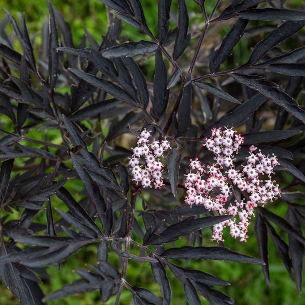 Black Lace Elderberry One Green World