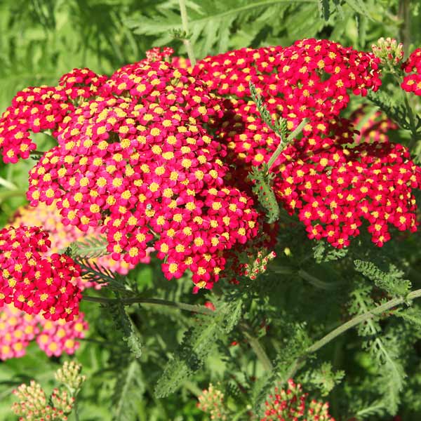 Red Velvet Yarrow - available now at One Green World