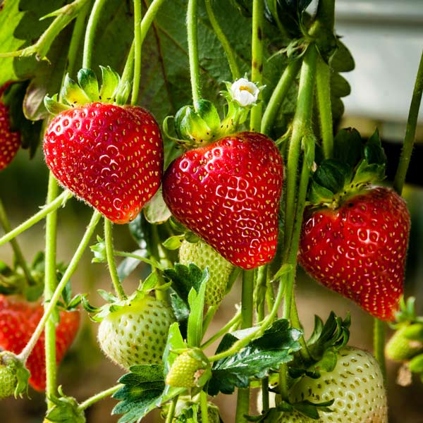 Sparkle June Bearing Strawberry One Green World